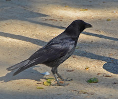Corvus corone