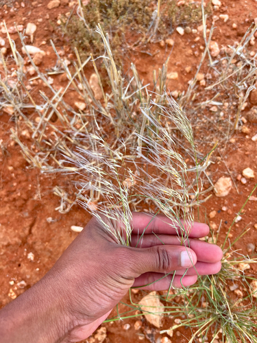 Tall Bushman Grass (Stipagrostis ciliata)