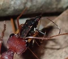 Aristaenetus similis