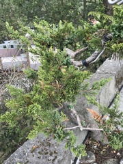 Juniperus procumbens
