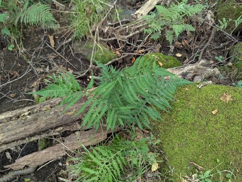 silvery glade fern (Deparia acrostichoides)