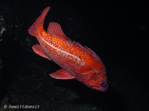 Rock cod (Sebastes miniatus) — Sebastidae