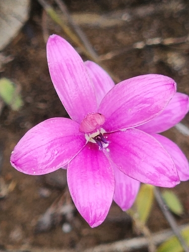 Pink Enamel Orchid (Elythranthera emarginata)