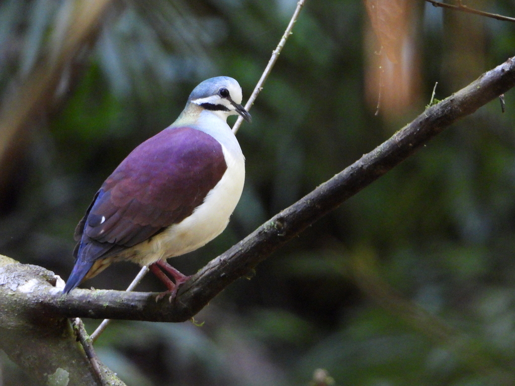 Sapphire Quail-Dove (Geotrygon saphirina) photo