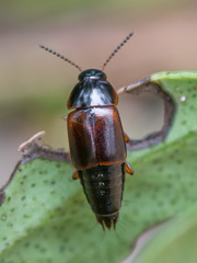 Tachinus proximus