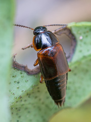 Tachinus proximus