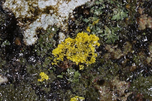 wreath lichens