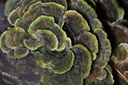 turkey-tail