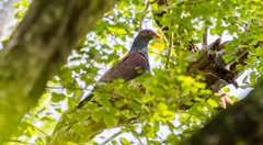 Patagioenas speciosa