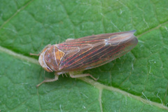 Idiodonus cruentatus