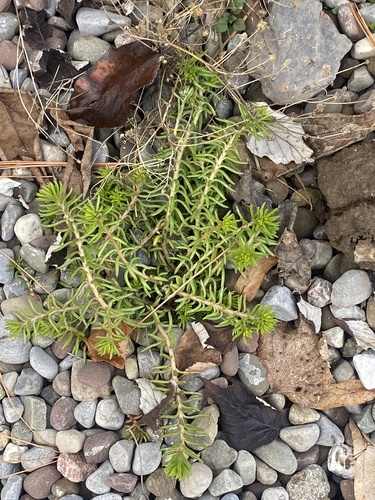 Petrosedum rupestre
