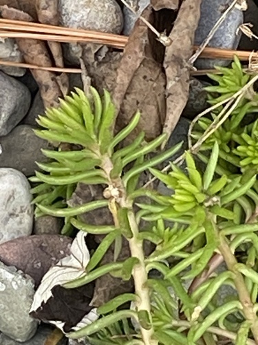Petrosedum rupestre