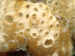 Styelidae