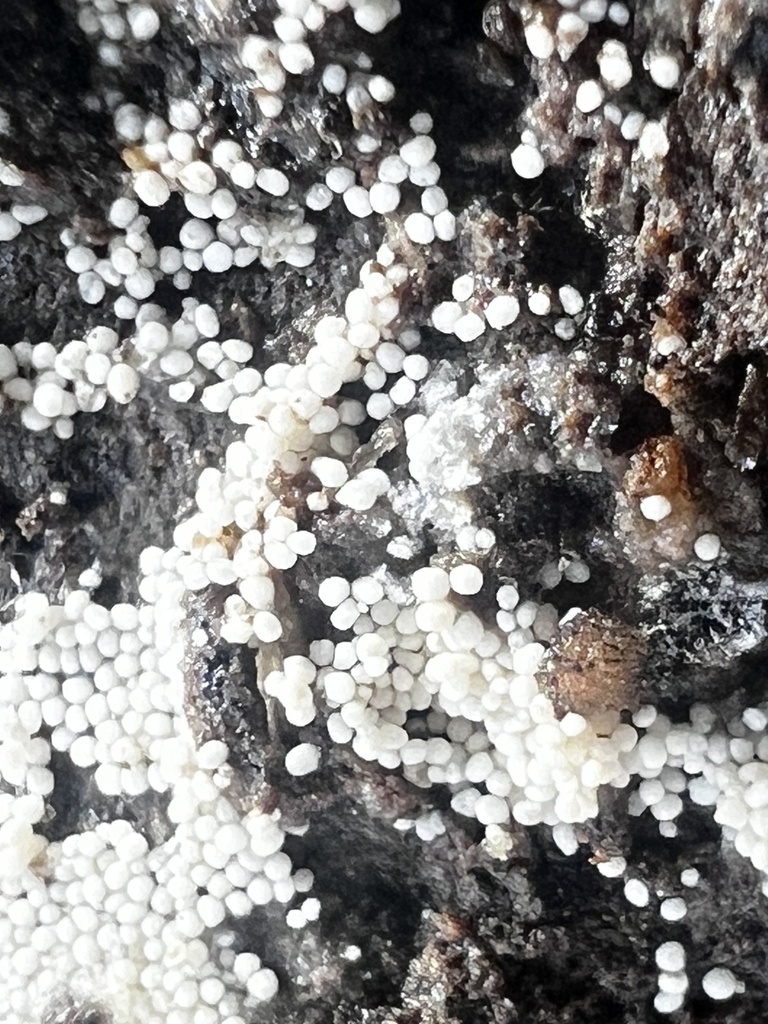 Aegerita candida · November 2025 · photo: © imasongster (iNaturalist, cc-by)