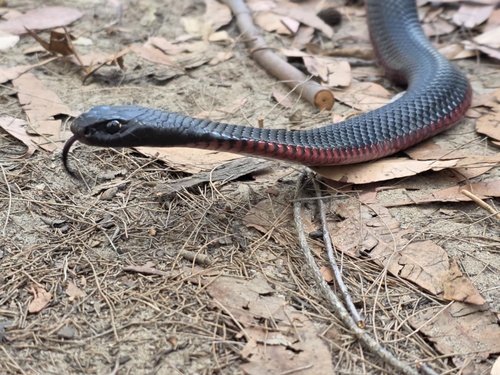 Red-bellied Black Snake sighting