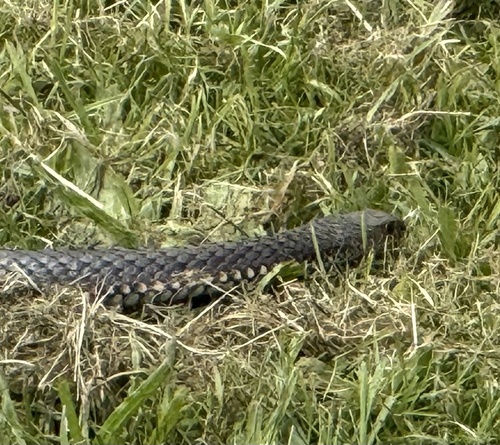 Lowlands Copperhead sighting