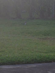 Sciurus carolinensis