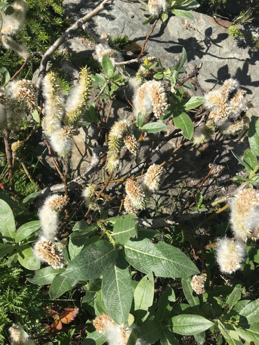 Barratt's Willow (Salix barrattiana)