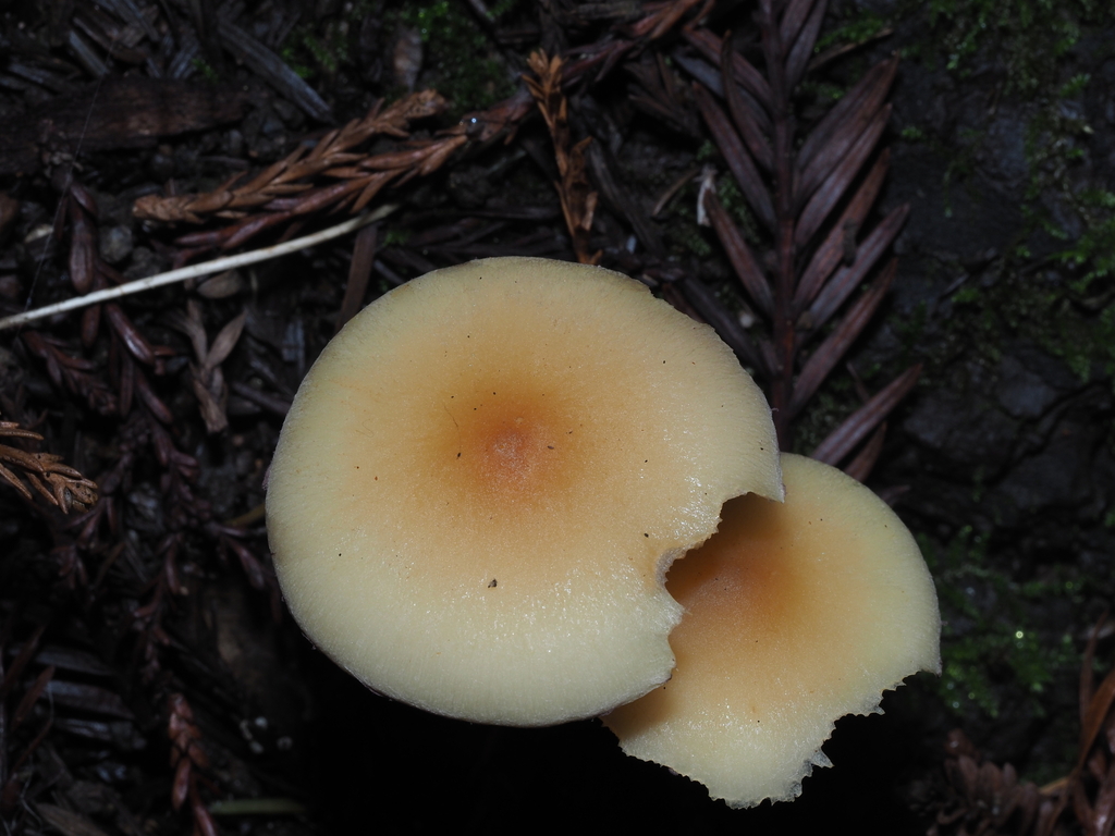 Hypholoma capnoides · November 2025 · photo: © yongestation (iNaturalist, cc-by)