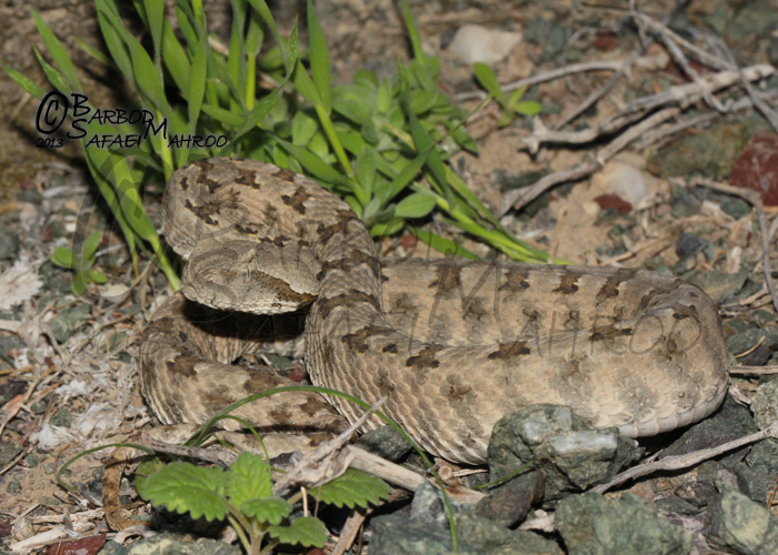 false-horned vipers