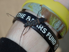 Phoracantha punctata