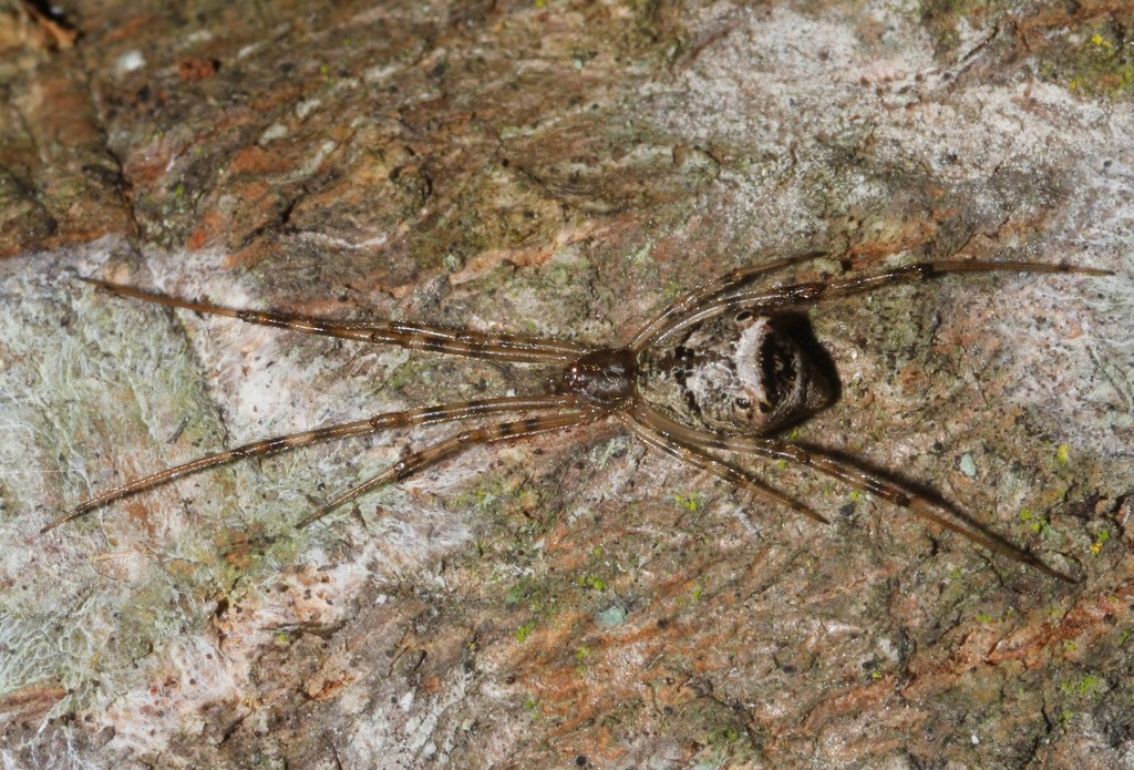 cobweb spiders