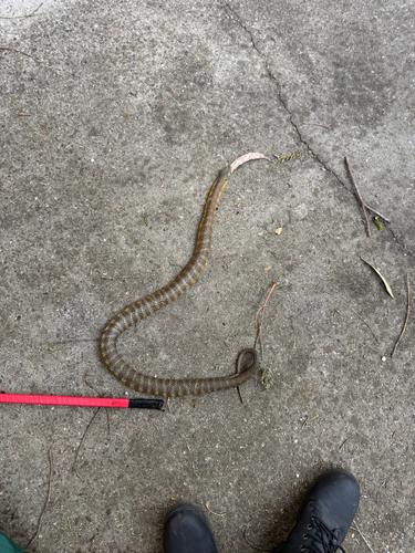 Tiger Snake sighting