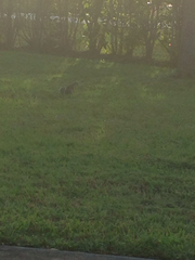 Sciurus carolinensis