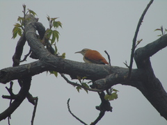 Furnarius leucopus cinnamomeus