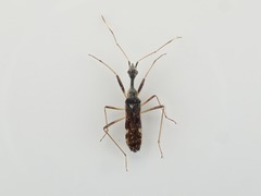 Myodocha unispinopilosa