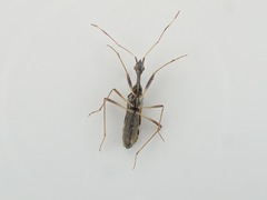 Myodocha unispinopilosa