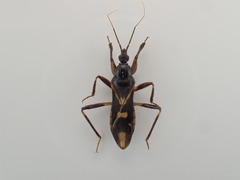 Rasahus sulcicollis