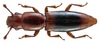Rhizophagus dispar - Photo (c) Udo Schmidt, some rights reserved (CC BY-SA)