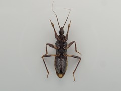 Rasahus sulcicollis
