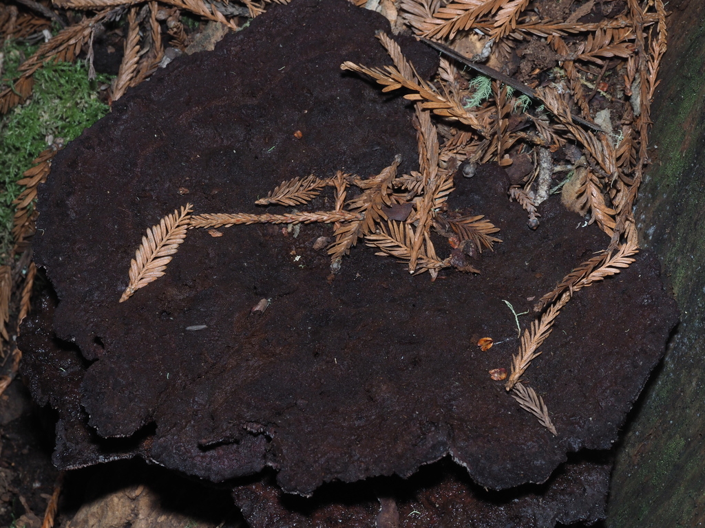Phaeolus hispidoides · November 2025 · photo: © yongestation (iNaturalist, cc-by)