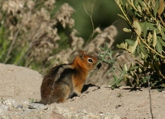 Callospermophilus lateralis bernardinus