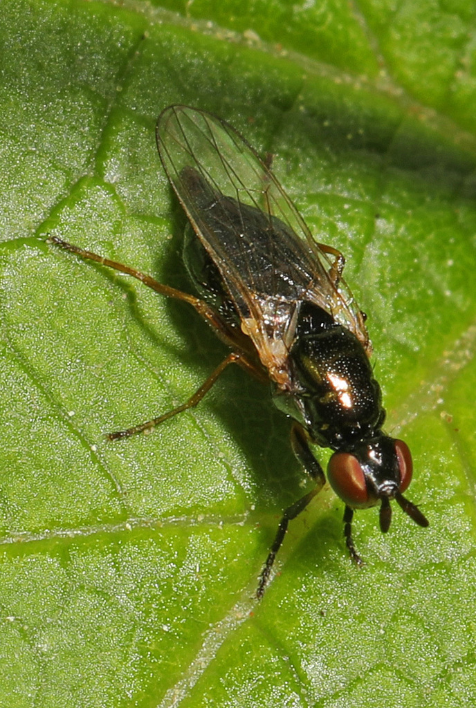 Waltzing Fly