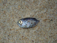 Priacanthus macracanthus