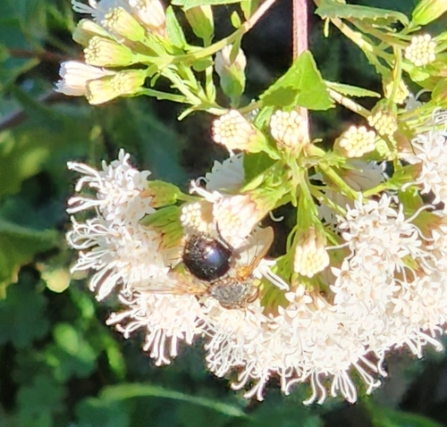 Unknown species found near Village At Western Oaks, Austin, TX, USA