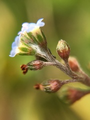 Trigonotis peduncularis