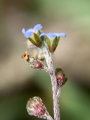 Trigonotis peduncularis