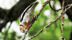 Prionops plumatus poliocephalus