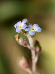 Trigonotis peduncularis