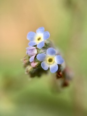 Trigonotis peduncularis