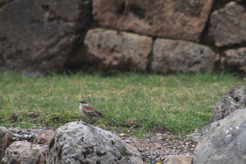 Cream-winged Cinclodes (Cinclodes albiventris), photo 9