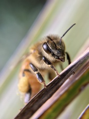 Apis mellifera