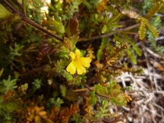 Euphrasia cockayneana