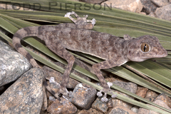 Fan-Footed Gecko photo 2