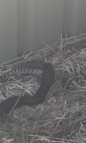 Red-bellied Black Snake sighting