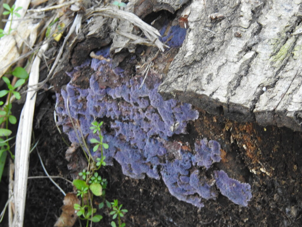 Punctularia atropurpurascens · August 2025 · photo: © carancho (iNaturalist, cc-by)